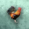 小苹果影视tv盒子